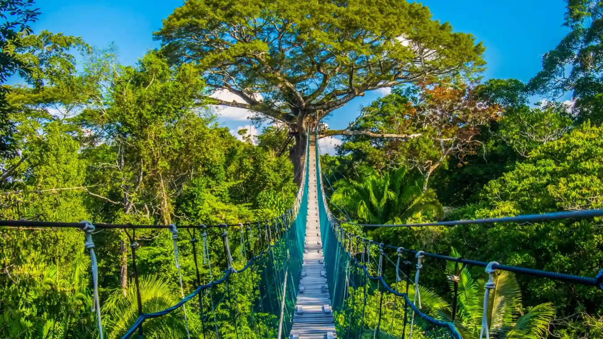 From the Mountains to the Amazon Rainforest