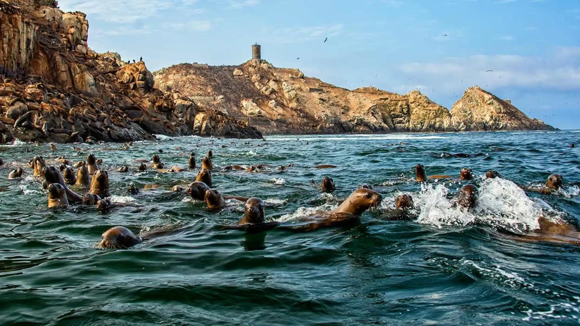 Marine Nature and Protected Reserves in Paracas
