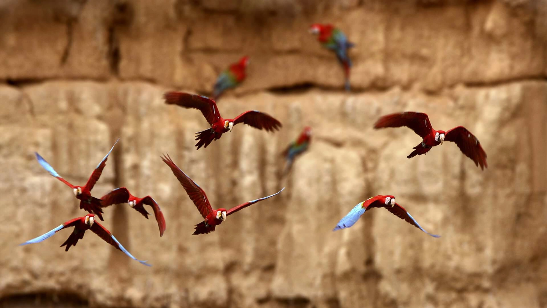 Birdwatching