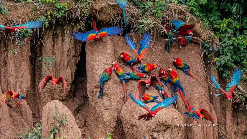 Guacamayos coloridos en la Reserva Nacional Tambopata, selva amazónica de Perú.