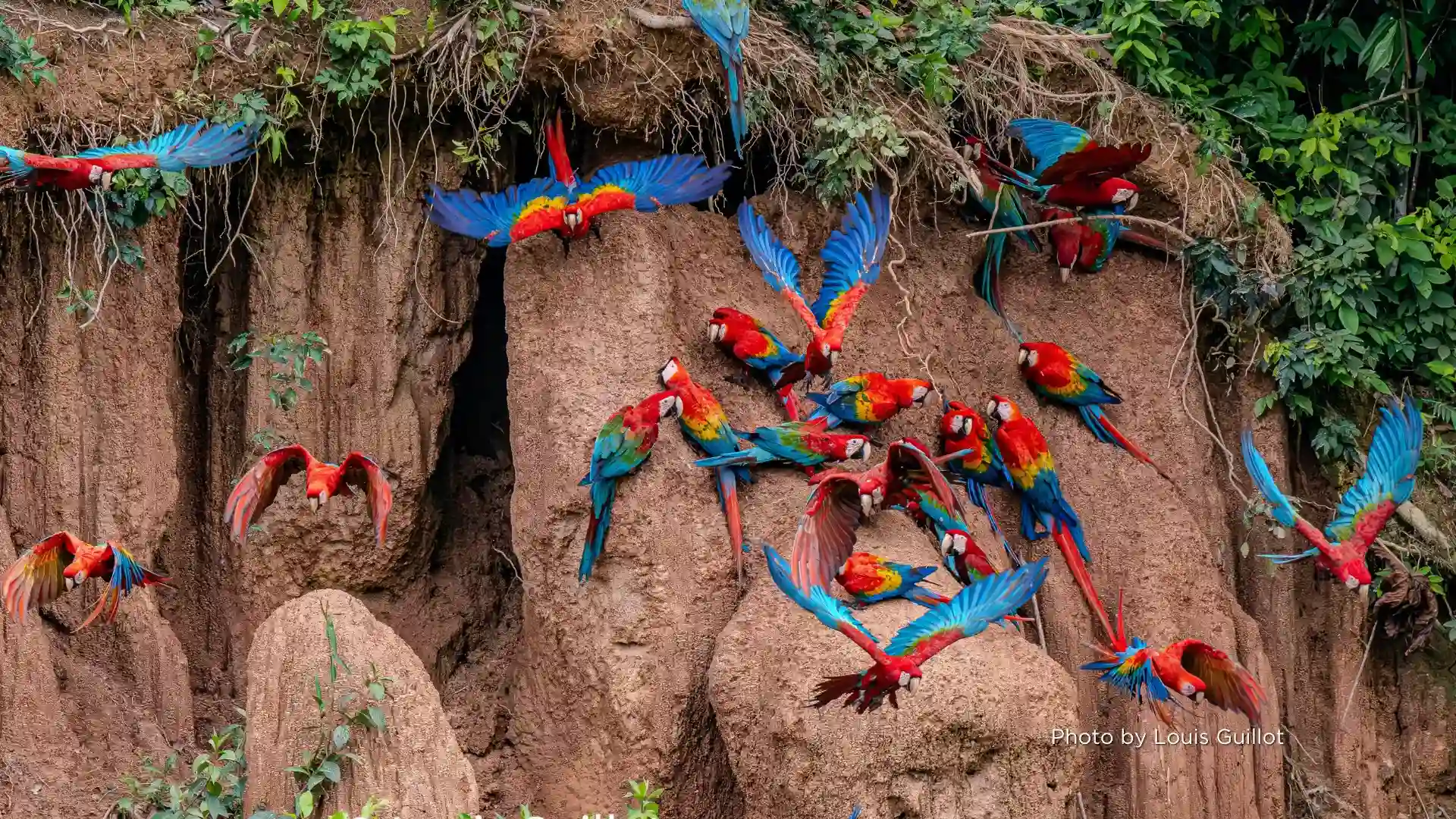 A Spectacle of Colors and Sounds