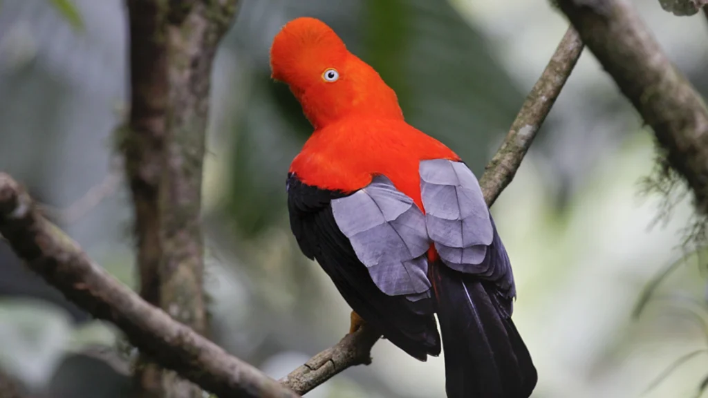 Red Andean Cock-of-the-rock on the branches of the Manu jungle.